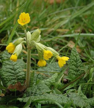 Primula officinalis - terápiás tulajdonságait, alkalmazási