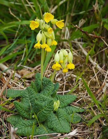 Primula medicinal - proprietăți medicinale, aplicare