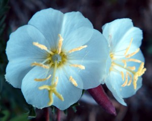 Primrose Garden - fénykép fák, gyógyszer tulajdonságait, használatát és ellenjavallatok, alkalmazás