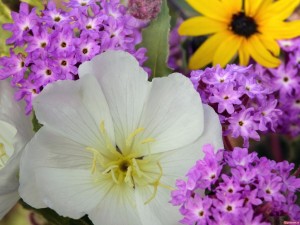 Primrose Garden - fénykép fák, gyógyszer tulajdonságait, használatát és ellenjavallatok, alkalmazás