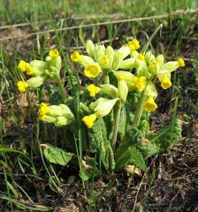 Primula grădină - fotografie a plantei, proprietăți medicinale, aplicare și contraindicații, aplicare