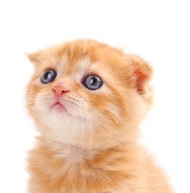 Привчання кошеня до когтеточке, шотландські та британські висловухі кішки