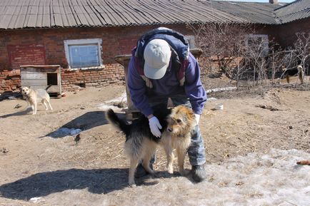 Adăpost pentru câini Arca în Yaroslavl este animale săraci pot muri, știri de Yaroslavl