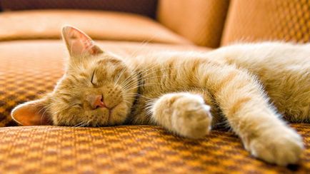 Проблеми сну у кішок