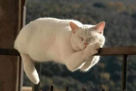 Проблеми сну у кішок