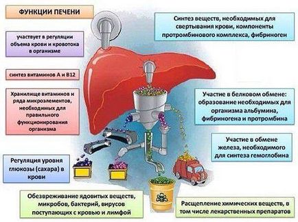 Probleme cu simptome hepatice, semne, metode de tratament