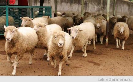 Профілактика хвороб овець