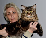 Proporțiile corpului pisicilor, pisicilor din orașul Orenburg