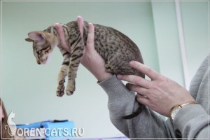 Proporțiile corpului pisicilor, pisicilor din orașul Orenburg
