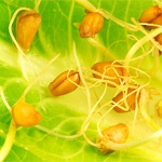 Semințe de germinare (germinate), beneficiul germenilor