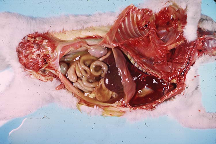 Raportul de autopsie - peritonita infecțioasă