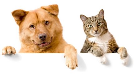 Psihologia comportamentului animalelor, pisicilor și câinilor