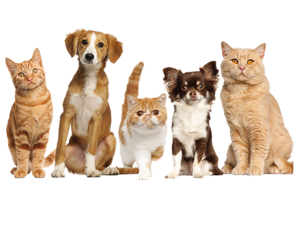 Психологія поведінки тварин, котів і собак