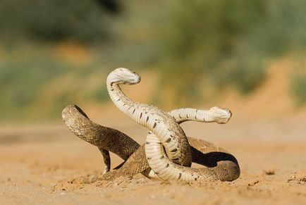 Deserturile africane, natura planetei în lentilă