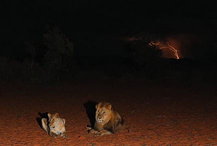 Deserturile africane, natura planetei în lentilă