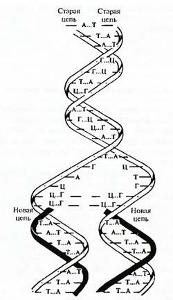 Cinci axiome ale biologiei teoretice