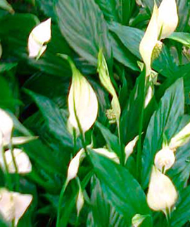 Planta spathiphyllum