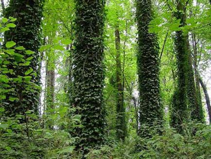 Plante pentru grădinărit vertical