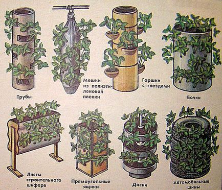 Növények függőleges ültetés