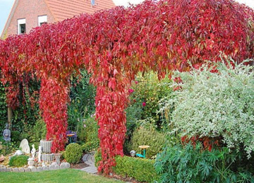 Plante pentru grădinărit vertical