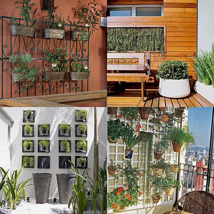 Plante pentru grădinărit vertical