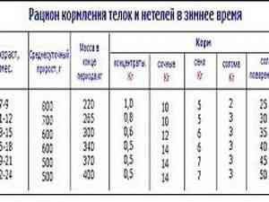 Раціон для відгодівлі бичків, корисна інформація, шкурки шиншил