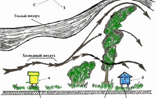 Розміщення і організація пасіки як вибрати місце, поради