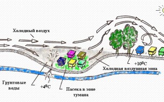 Розміщення і організація пасіки як вибрати місце, поради