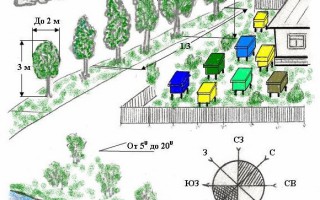 Розміщення і організація пасіки як вибрати місце, поради