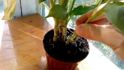 Reproducerea diffenbachiei la domiciliu prin butași, apex, înrădăcinare și plantare a plantelor