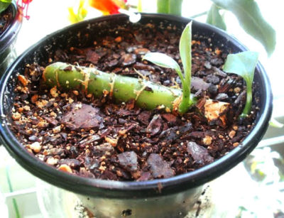 Reproducerea diffenbachiei la domiciliu prin butași, apex, înrădăcinare și plantare a plantelor