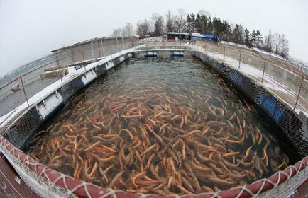 Trout a hazai és annak tartalmát - az üzleti terv, video