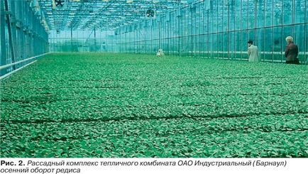 Редис європейський селекція і технології вирощування, картопля і овочі