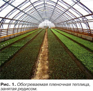 Редис європейський селекція і технології вирощування, картопля і овочі