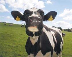 Recomandări pentru hrănirea vaci de lapte