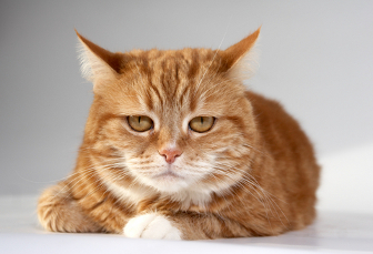 Руда кішка - прикмети - породи рудих котів - все про кішок і котів