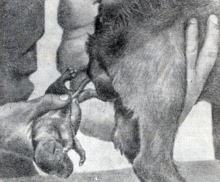 Пологи (щенение) 1958 - хвороби собак (незаразні)