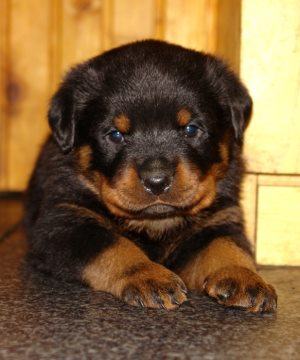 Magasság husky kiskutyák hónap, a kölyök (növekedés) Magasság husky kiskutyák hónap, a kiskutyám