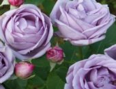 Роза фламентанц фото і опис посадка і догляд, відео, вирощування плетистой троянди flammentanz