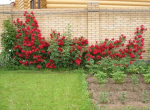 Роза фламентанц фото і опис посадка і догляд, відео, вирощування плетистой троянди flammentanz