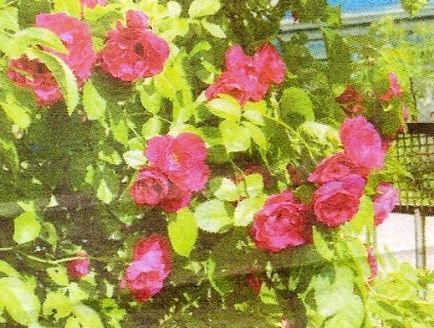 Роза плетистая фламментанц - сади сибіру