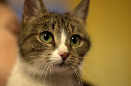 Ru_cats, szokatlan trehlapy macska nyúl keres egy ház, g (ru_cats) Ru_cats, szokatlan trehlapy macska nyuszi keres egy otthoni, Mr.
