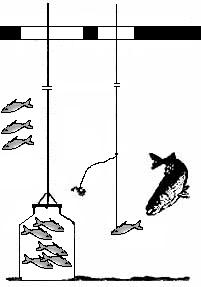 Cum să prindă pește pe mal