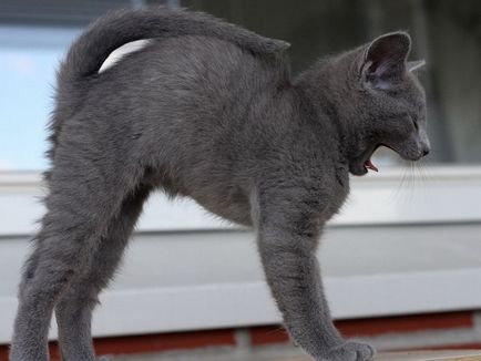 Російська блакитна кішка опис породи, характер, відгуки (з фото і відео)