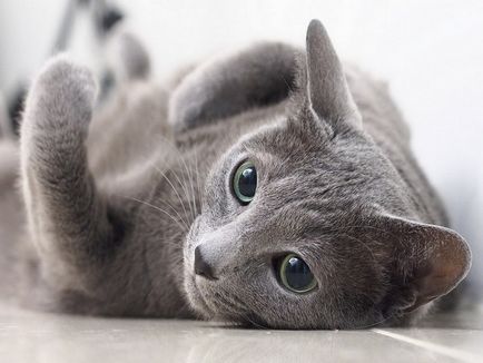 Російська блакитна кішка опис породи, характер, відгуки (з фото і відео)