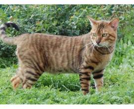 Rusă albastră descriere a rasei, natura, recenzii (cu fotografie și video)