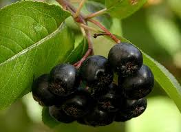 Aronia afumată - boabe de longevitate