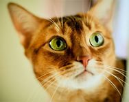 Найнеймовірніші факти про життя рудих котів, рудий кіт