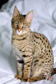 Найбільш бажані, великі, дорогі, екзотичні кішки в світі савана кішка, бенгальська кішка, ашера