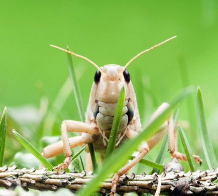 Locust, poza